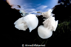 Jelly Fish by Ahmed Mohamed 